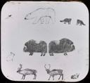 Image of Drawing of Bear, Musk-Ox, Reindeer